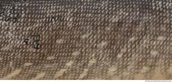 Photo Textures of Animal Skin 